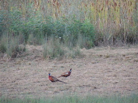 two common pheasant  Common Pheasant,Geotagged,Italy,Phasianus colchicus