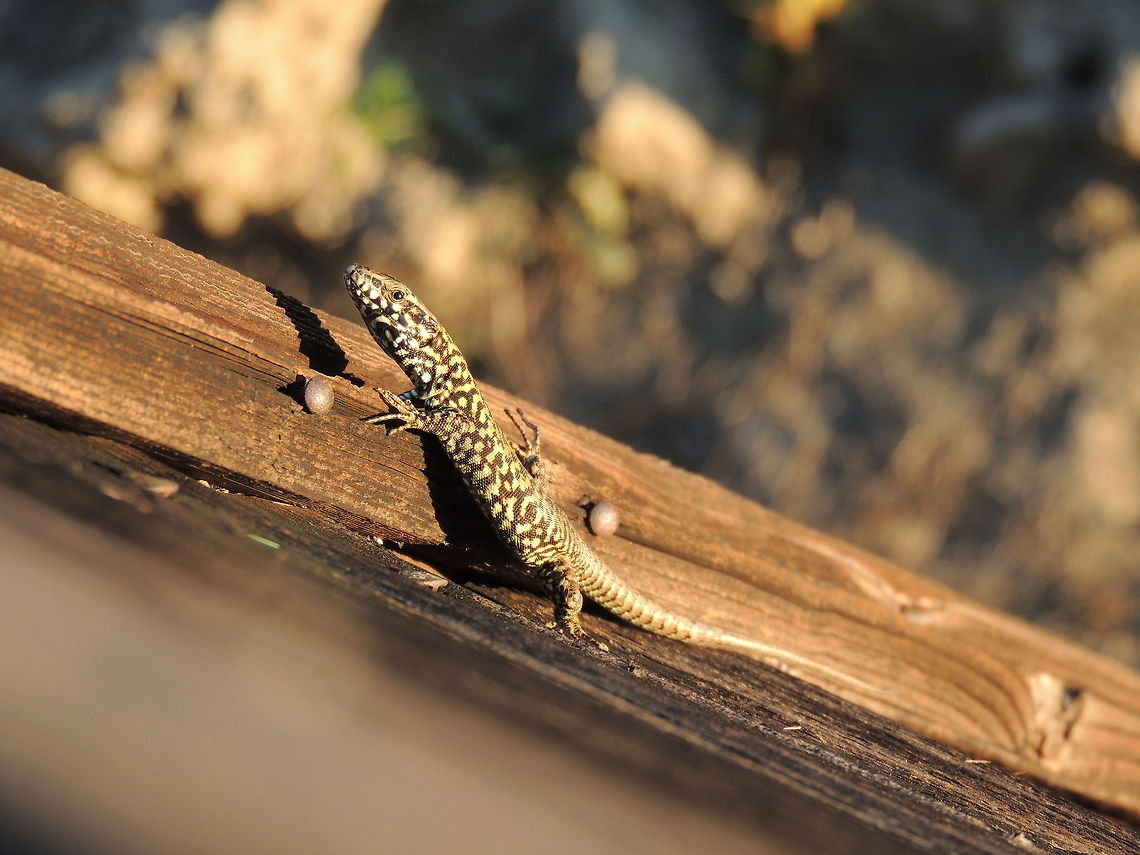 italian wall lizard  Common wall lizard,Geotagged,Italy,Podarcis muralis