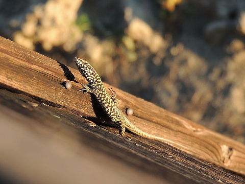 italian wall lizard  Common wall lizard,Geotagged,Italy,Podarcis muralis