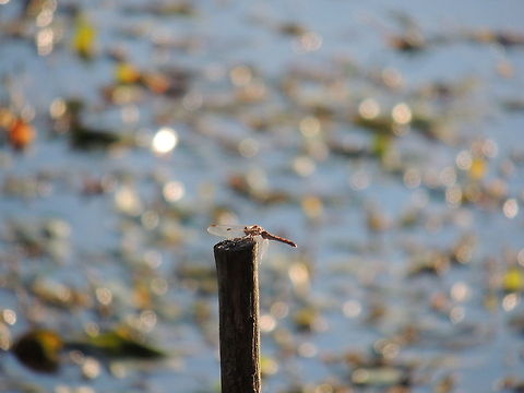 dragonfly  Dragonfly,Geotagged,Italy