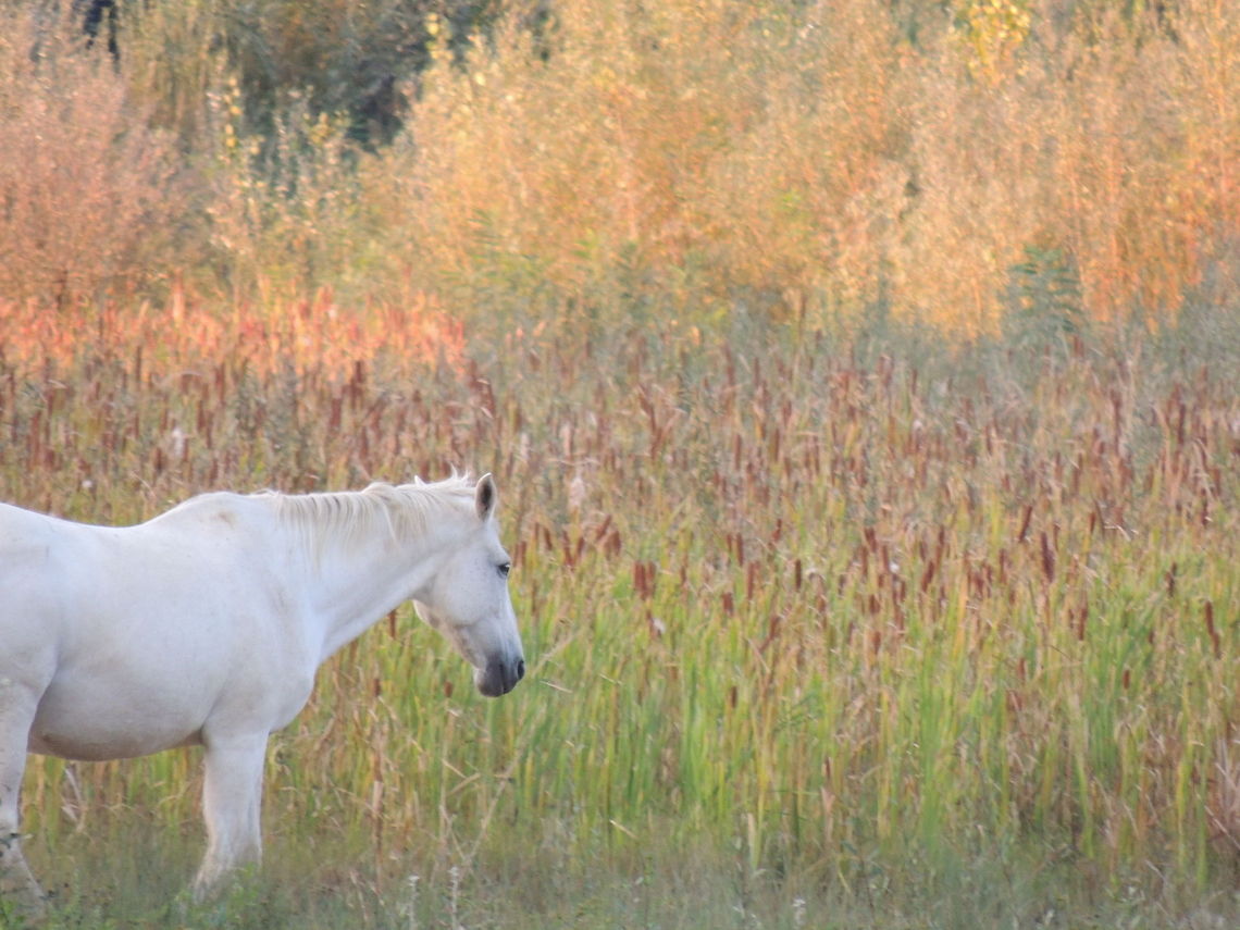 my name is cenere  Domestic horse,Equus ferus caballus,Geotagged,Italy