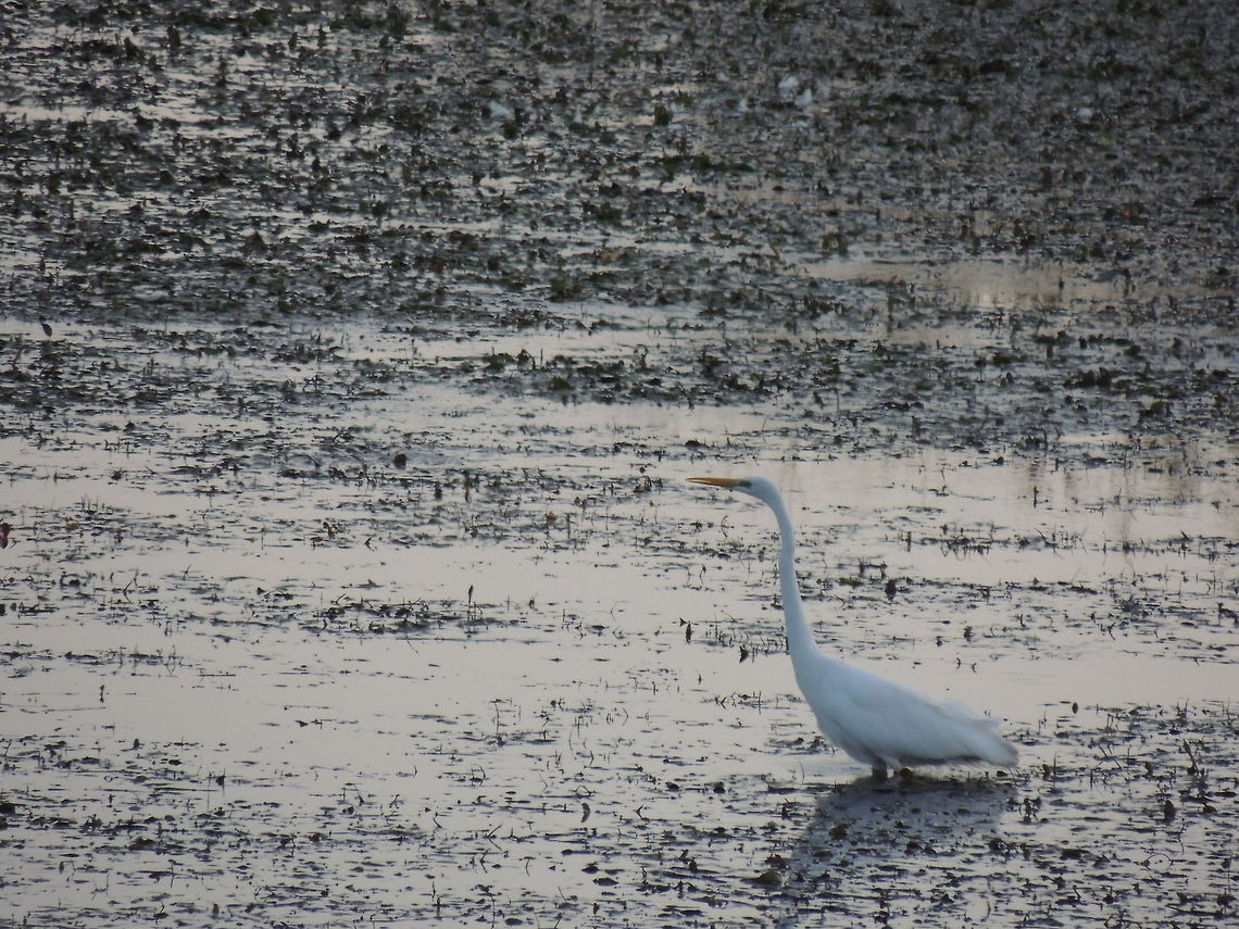 great egret  Ardea alba,Geotagged,Great egret,Italy
