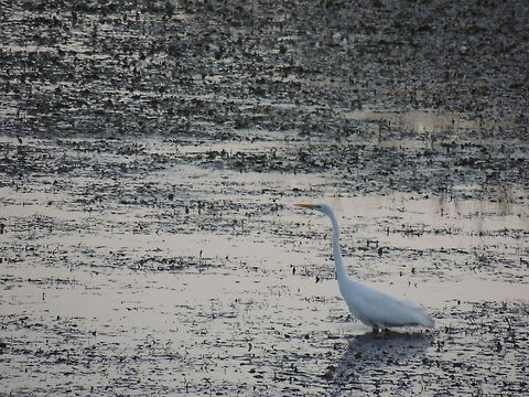great egret  Ardea alba,Geotagged,Great egret,Italy
