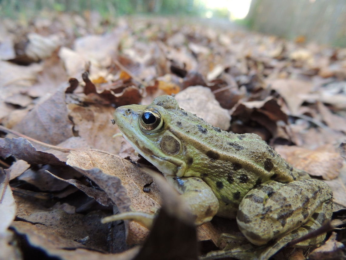 frog close up  Amphibians,Geotagged,Italy,Marsh Frog,Pelophylax ridibundus,close up