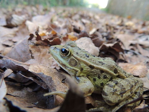 frog close up  Amphibians,Geotagged,Italy,Marsh Frog,Pelophylax ridibundus,close up