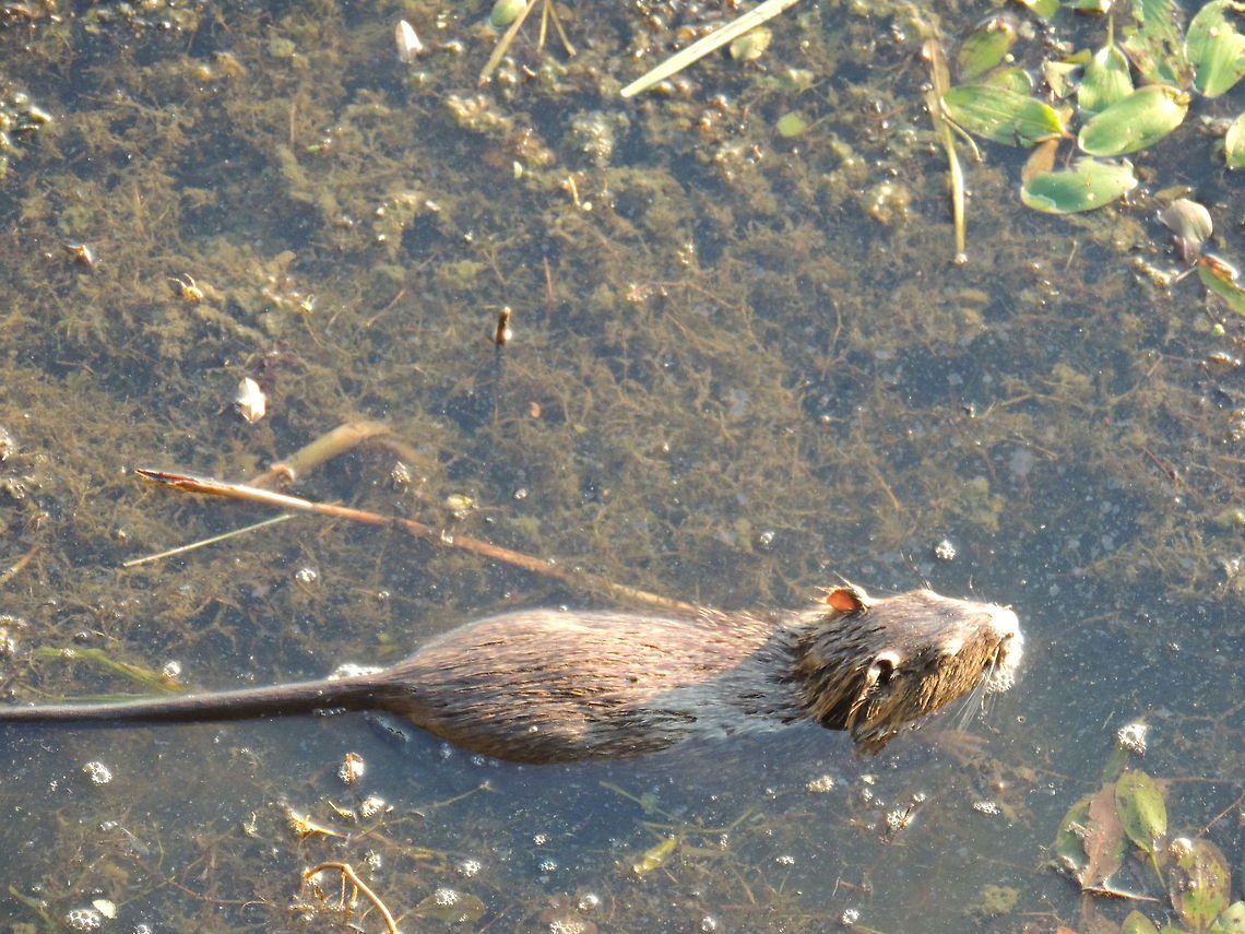 nutria  Coypu or Nutria,Geotagged,Italy,Myocastor coypus