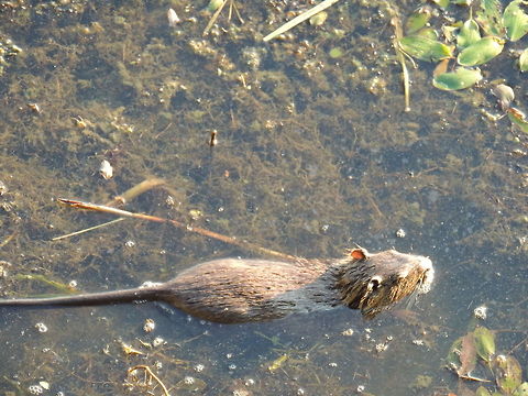 nutria  Coypu or Nutria,Geotagged,Italy,Myocastor coypus