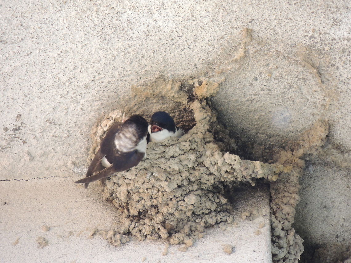 house martins  Common House Martin,Delichon urbicum,Geotagged,Italy