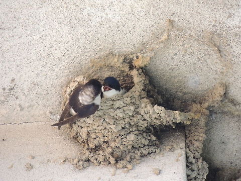 house martins  Common House Martin,Delichon urbicum,Geotagged,Italy