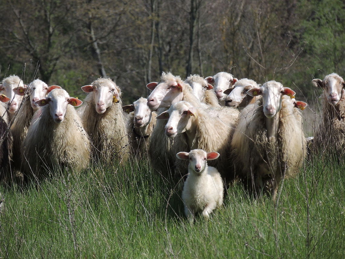 we see you  Domestic sheep,Geotagged,Italy,Ovis aries