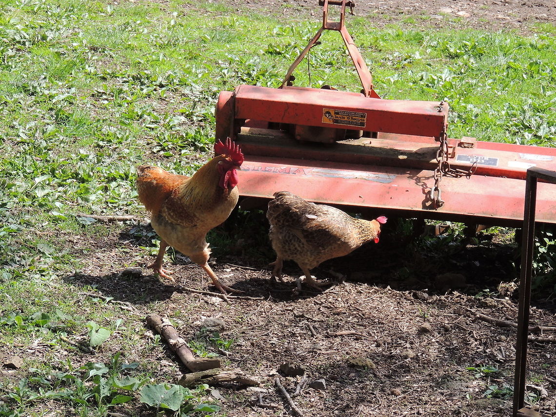I'm the boss  Chicken,Domestic Chicken,Gallus gallus,Gallus gallus var. domesticus,Geotagged,Italy