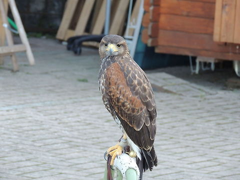red kite?  Buteo lineatus,Geotagged,Harris's hawk,Italy,Milvus milvus,Parabuteo unicinctus,Red Kite,Red-shouldered Hawk,Summer