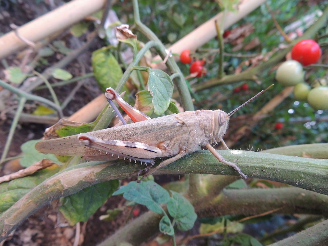 grasshopper  Geotagged,Italy