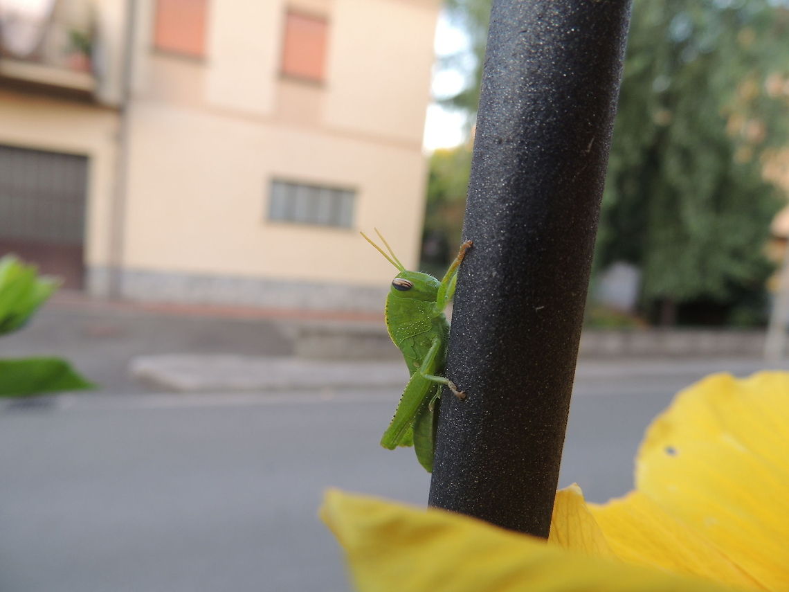 little green grasshopper  Geotagged,Italy
