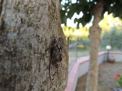 cicada  Geotagged,Italy