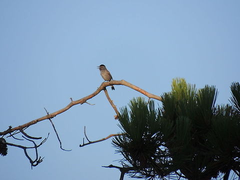 blackcap singing in the morning  Blackcap,Geotagged,Italy,Sylvia atricapilla