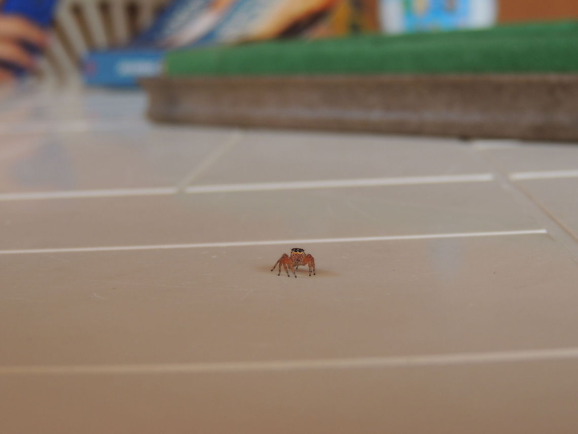 little spider  Geotagged,Italy