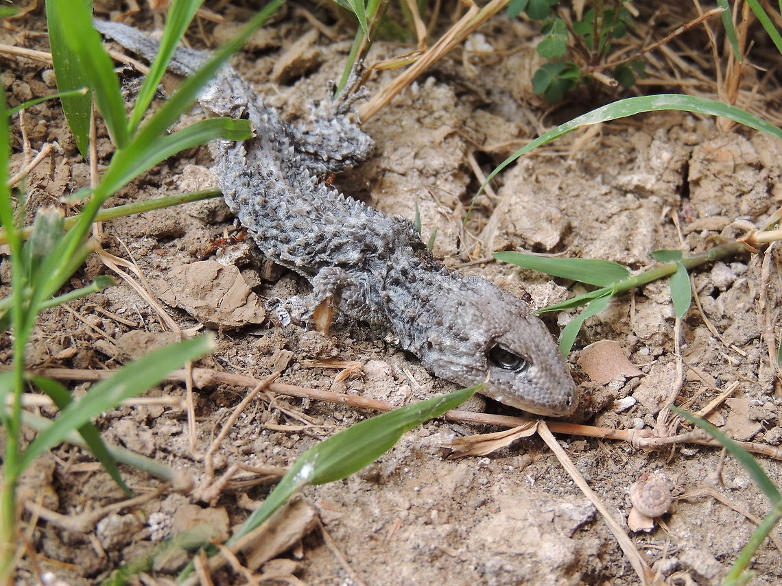 common gecko dead  Geotagged,Italy,Tarentola mauritanica,dead