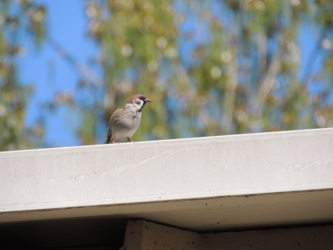 Eurasian sparrow  Eurasian Tree Sparrow,Geotagged,Italy,Passer montanus