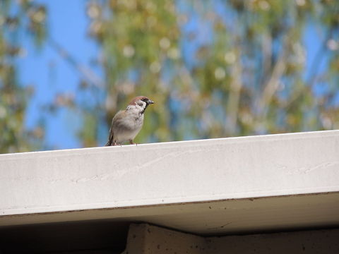 Eurasian sparrow  Eurasian Tree Sparrow,Geotagged,Italy,Passer montanus