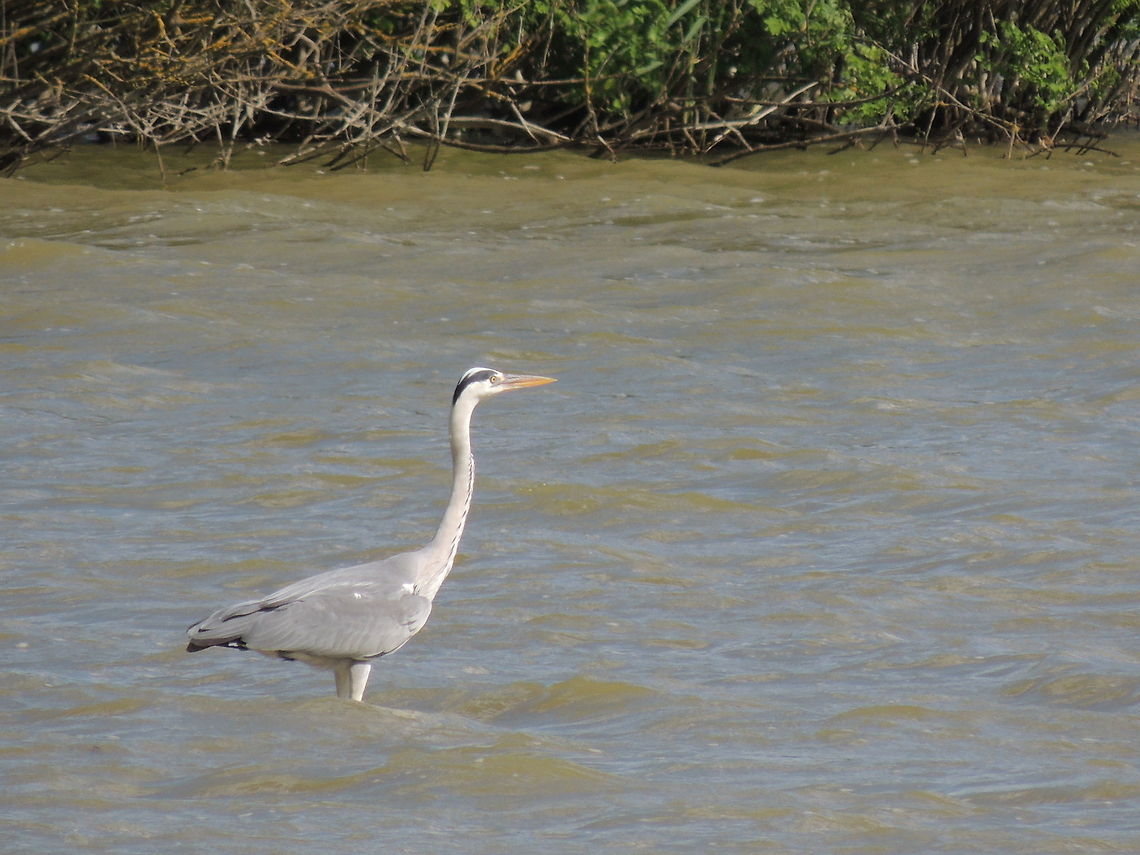 grey heron  Ardea cinerea,Geotagged,Grey Heron,Italy