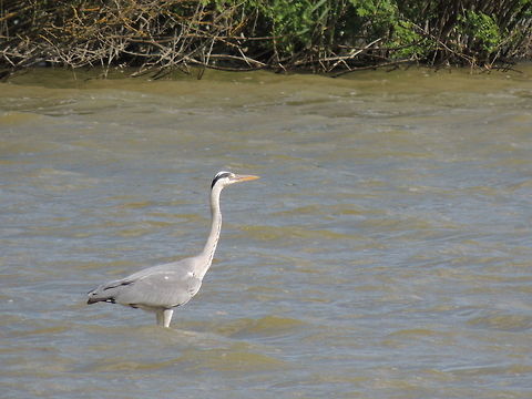 grey heron  Ardea cinerea,Geotagged,Grey Heron,Italy