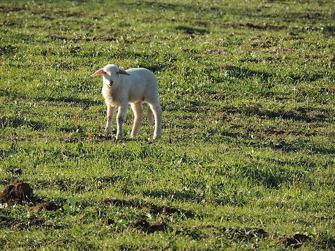 little lamb  Domestic sheep,Geotagged,Italy,Ovis aries