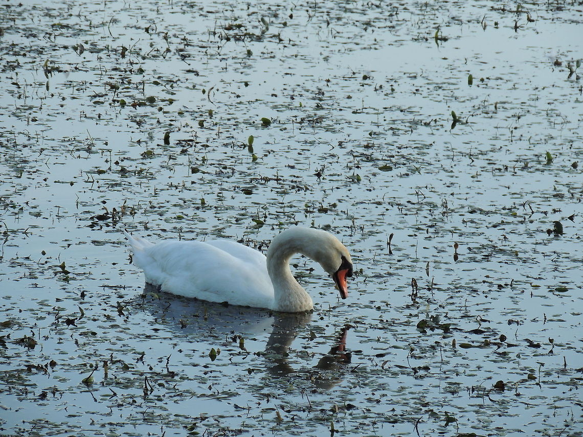 narciso This swan is admiring his beauty in the water hypnotized by his own reflection Cygnus olor,Geotagged,Italy,Mute Swan