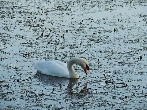 narciso This swan is admiring his beauty in the water hypnotized by his own reflection Cygnus olor,Geotagged,Italy,Mute Swan