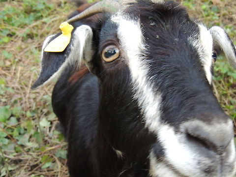 curious goat  Capra aegagrus hircus,Domestic Goat,Geotagged,Italy