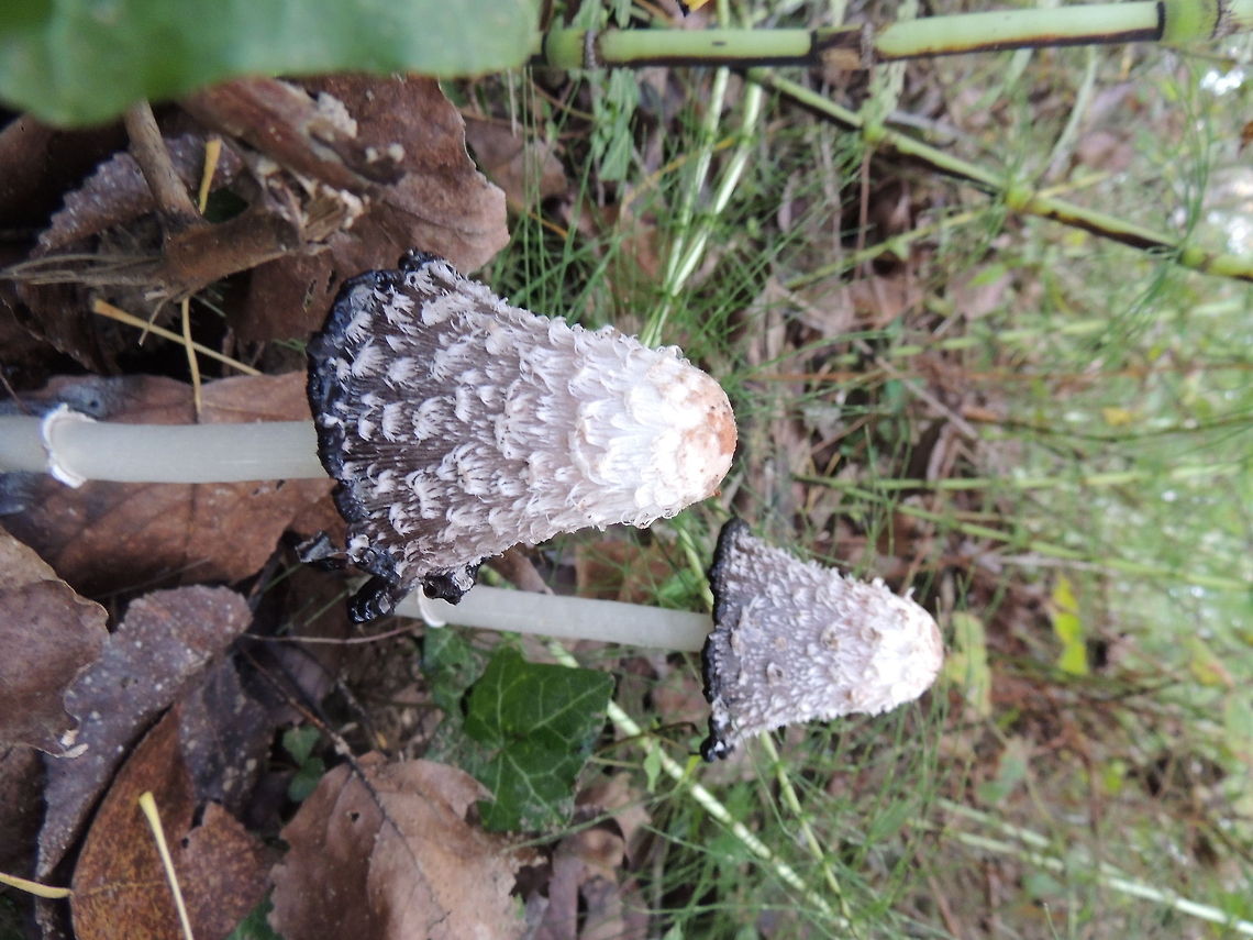 fungus  Coprinus comatus,Geotagged,Italy,Shaggy ink cap