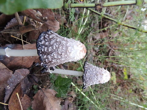 fungus  Coprinus comatus,Geotagged,Italy,Shaggy ink cap