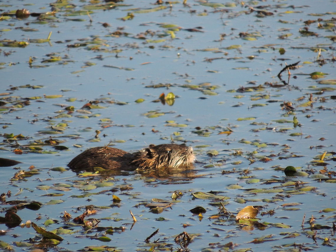 baby nutria  Coypu or Nutria,Geotagged,Italy,Myocastor coypus