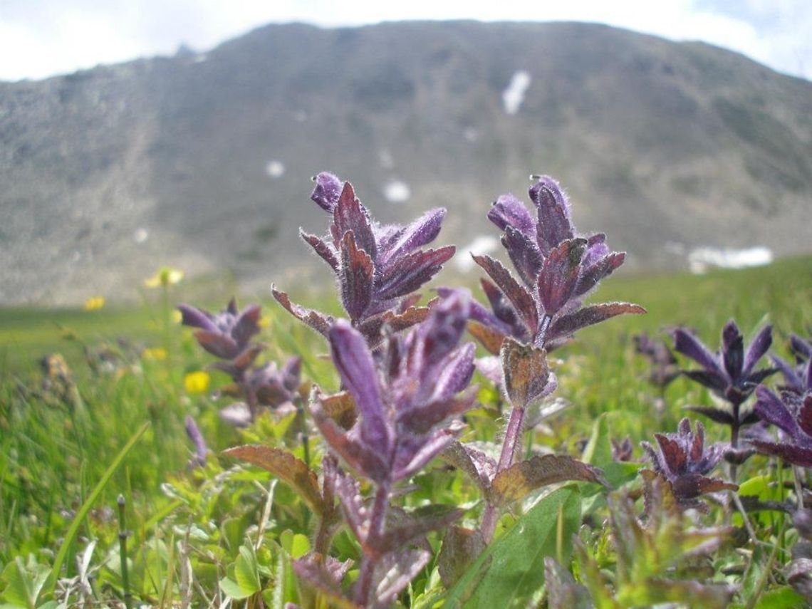 Gran Paradiso  Bartsia alpina,Geotagged,Italy