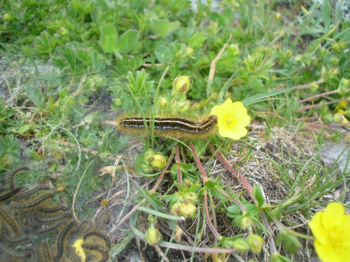 i love this flower !!  Geotagged,Italy,Malacosoma alpicolum