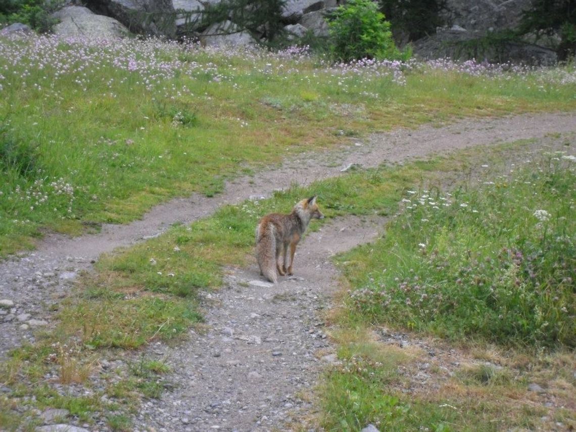 fox  Geotagged,Italy,Red Fox,Vulpes vulpes