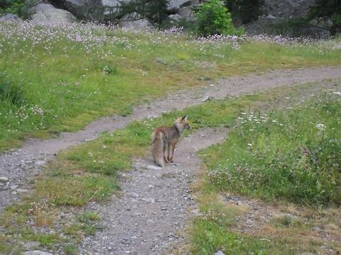 fox  Geotagged,Italy,Red Fox,Vulpes vulpes