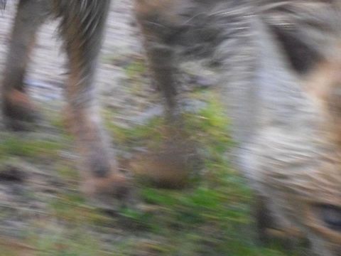 too close!  Geotagged,Italy,Red Fox,Vulpes vulpes