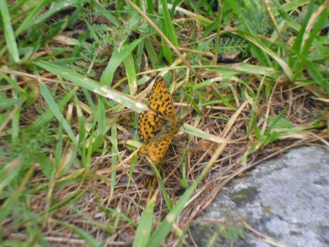 orange butterfly  Boloria euphrosyne,Geotagged,Italy,Pearl-bordered Fritillary
