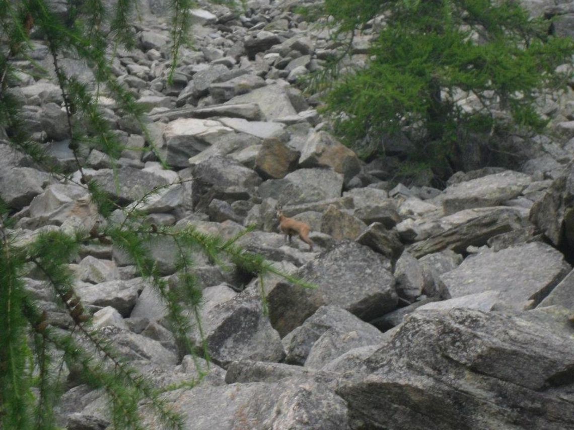 it's a chamois!  Chamois,Geotagged,Italy,Rupicapra rupicapra