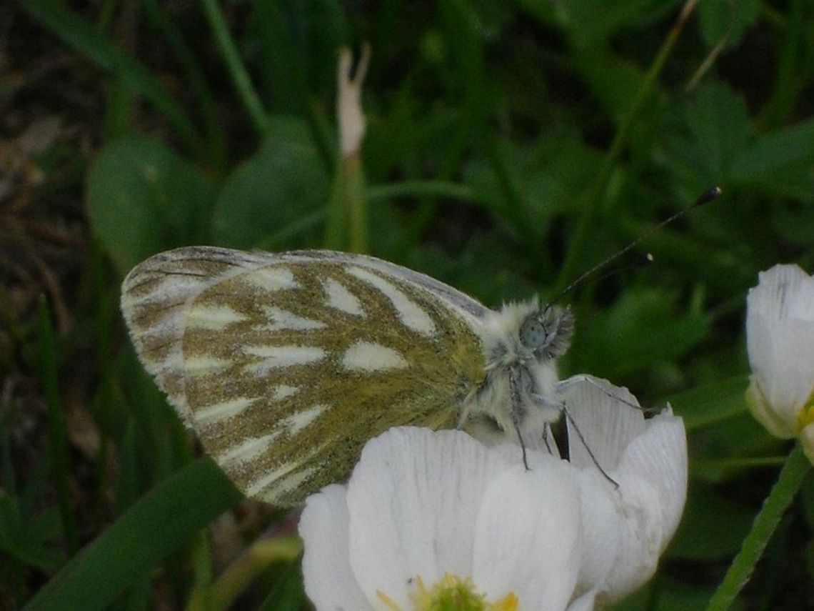 butterfly close up  Geotagged,Italy,Lofty Bath White,Pontia callidice