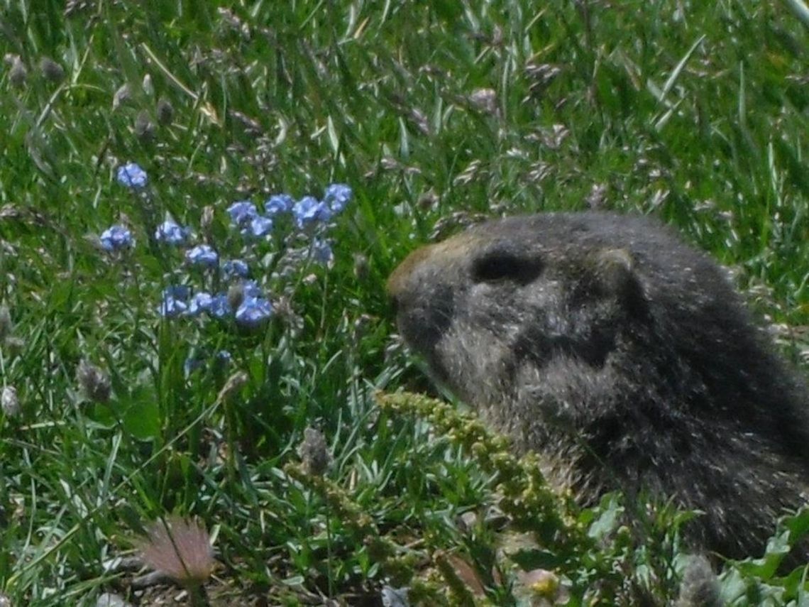 alpine marmot  Alpine Marmot,Geotagged,Italy,Marmota marmota