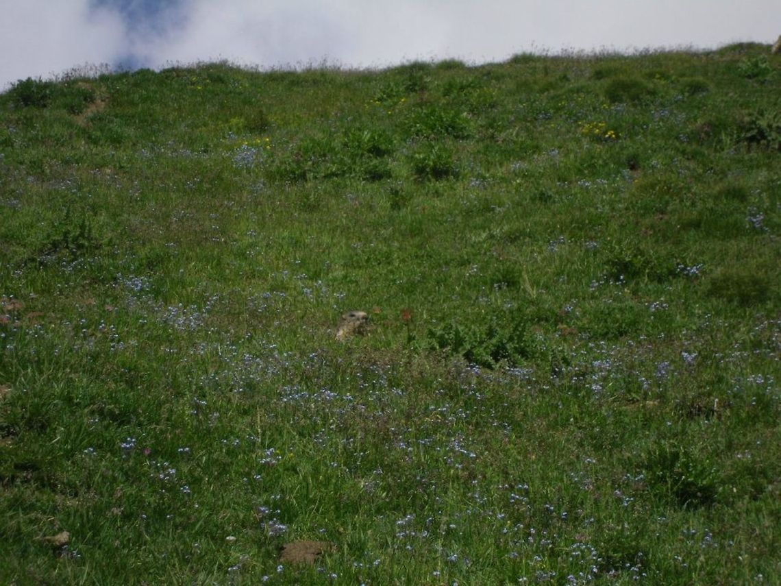 is there anybody out there?  Alpine Marmot,Geotagged,Italy,Marmota marmota