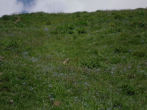 is there anybody out there?  Alpine Marmot,Geotagged,Italy,Marmota marmota