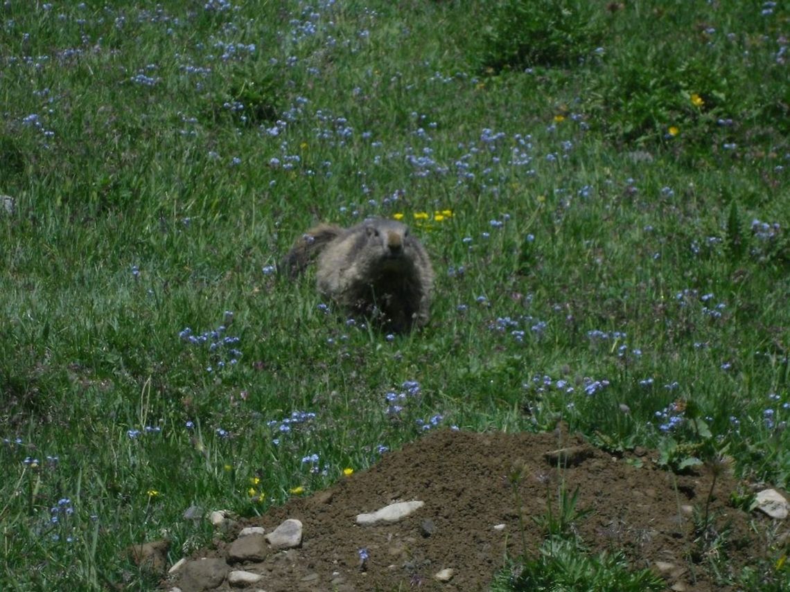 i'm coming!  Alpine Marmot,Geotagged,Italy,Marmota marmota
