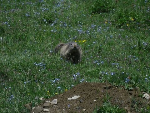 i'm coming!  Alpine Marmot,Geotagged,Italy,Marmota marmota