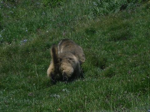go away from my territory!!  Alpine Marmot,Geotagged,Italy,Marmota marmota