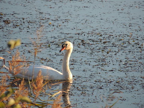 swan  Cygnus olor,Geotagged,Italy,Mute Swan