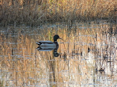 mallard  Anas platyrhynchos,Geotagged,Italy,Mallard