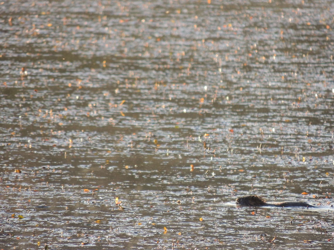 swimming nutria  Coypu or Nutria,Geotagged,Italy,Myocastor coypus